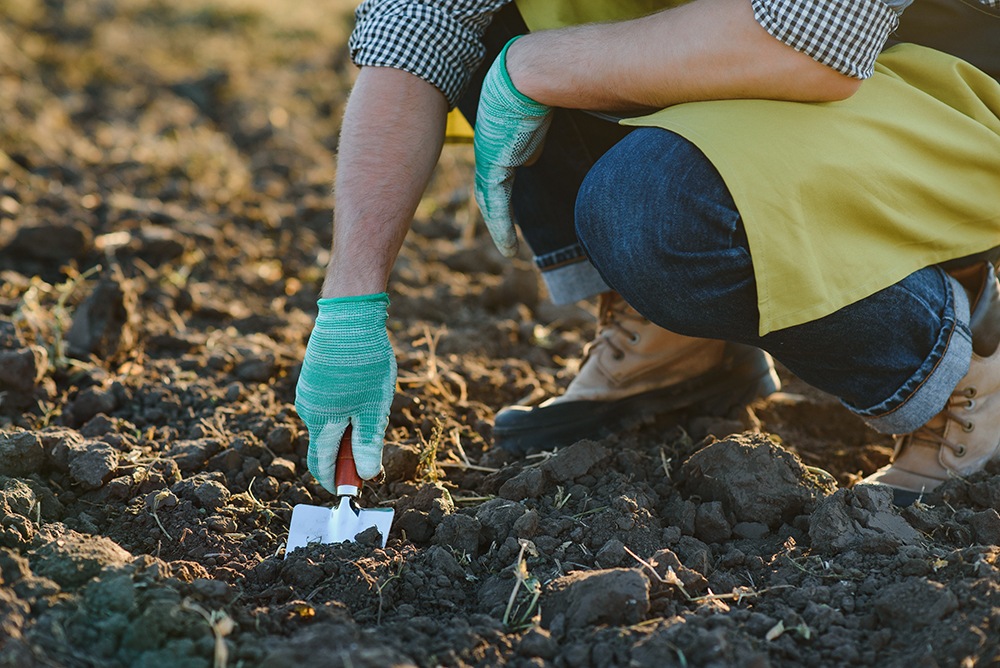 Gloved hands and shovels soil, 123RF, hryshchyshen