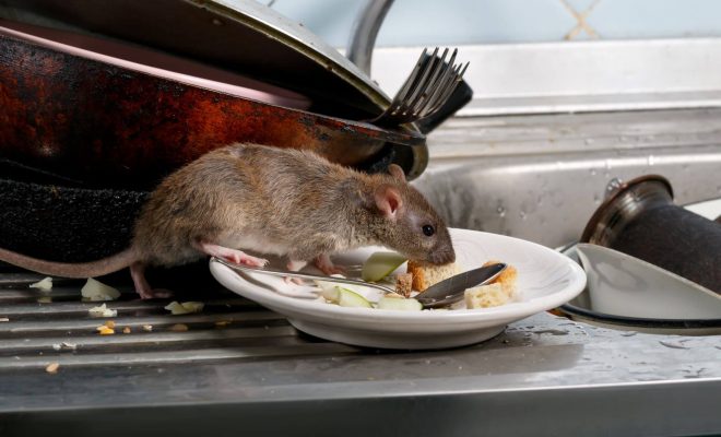 Rodent on kitchen sink with leftover food. Rodents can be asthma triggers.