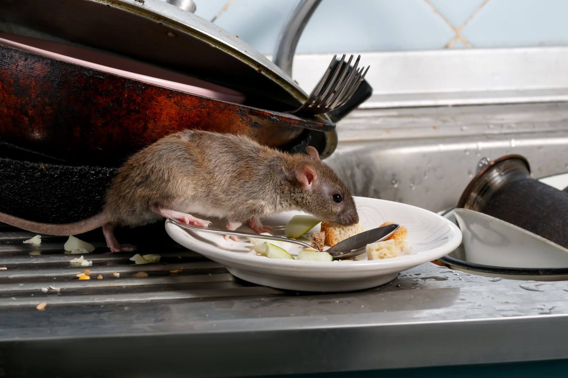 Rodent on kitchen sink with leftover food. Rodents can be asthma triggers.