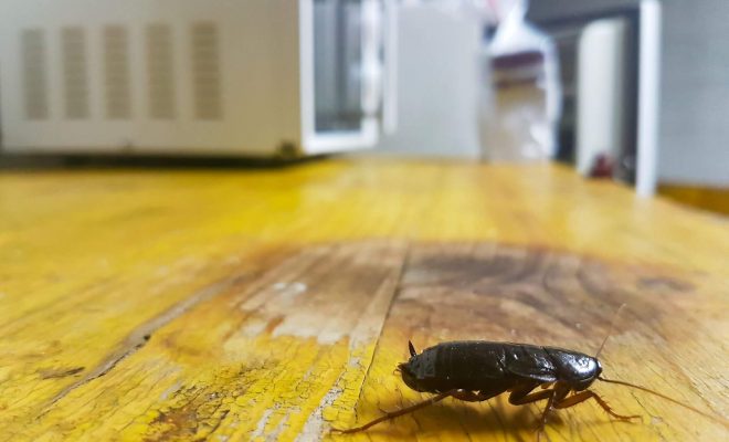 Cockroach crawling on kitchen counter next to microwave.