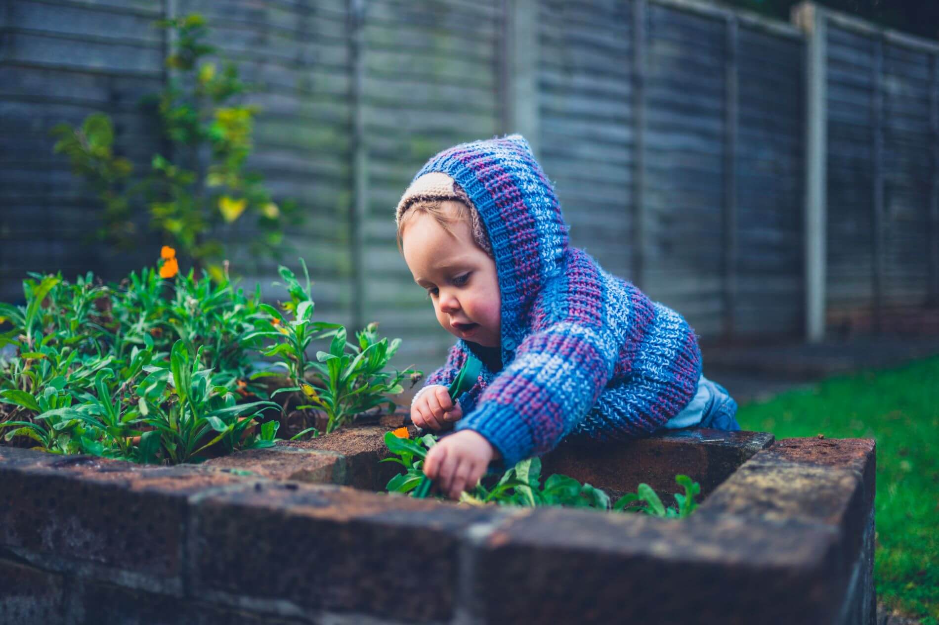 Toddler playing in backyard garden.