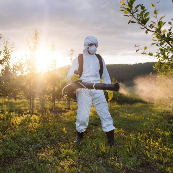 A person using chemical spray in farmland to prevent pests.