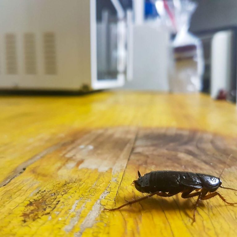 Cockroach crawling on kitchen counter next to microwave.