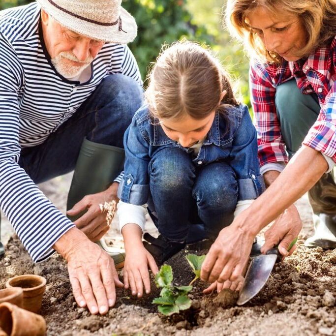 Young girl planting flowers with grandparents.