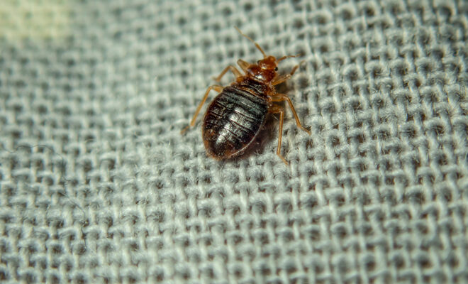 Bedbug